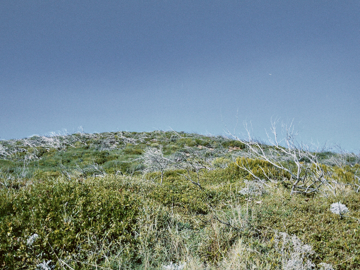 paysage vert de garrigue provençale